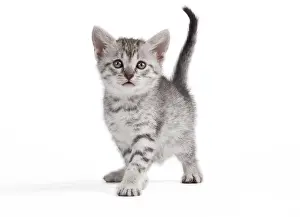 Maus: Cat - Egyptian Mau Kitten