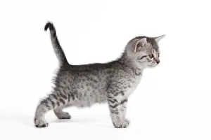 Maus: Cat - Egyptian Mau - Kitten
