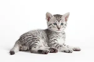 Maus: Cat - Egyptian Mau - Kitten