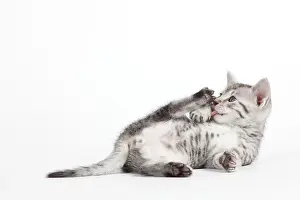 Maus: Cat - Egyptian Mau - Kitten