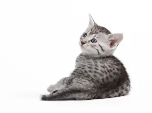 Maus: Cat - Egyptian Mau - Kitten