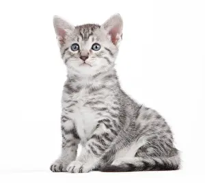 Maus: Cat - Egyptian Mau - Kitten