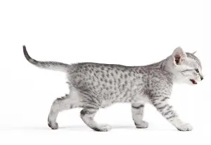 Maus: Cat - Egyptian Mau - Kitten