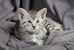Maus: Cat - Egyptian Mau - Kitten