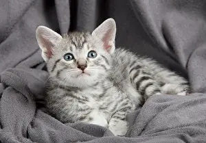 Maus: Cat - Egyptian Mau - Kitten