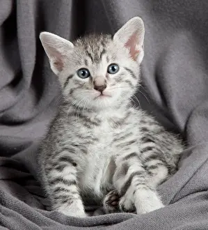 Maus: Cat - Egyptian Mau - Kitten