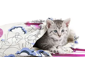 Maus: Cat - Egyptian Mau - Kitten