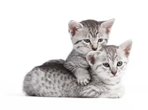Maus: Cat - Egyptian Mau - Kitten