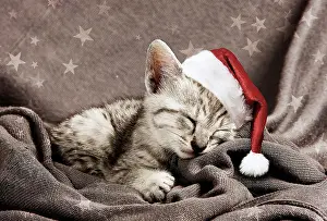 Maus: Cat Egyptian Mau kitten