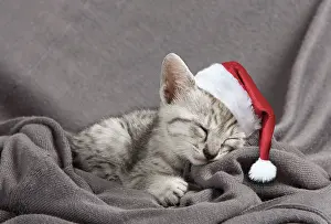 Maus: Cat Egyptian Mau kitten