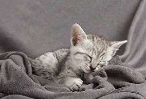 Maus: Cat - Egyptian Mau kitten