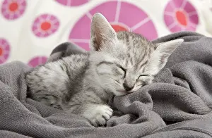 Maus: Cat - Egyptian Mau - Kitten - sleeping
