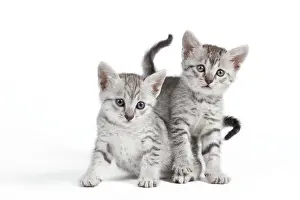 Maus: Cat - Egyptian Mau - Kittens