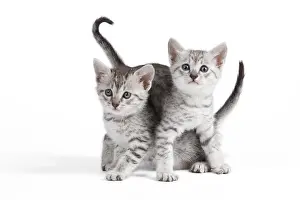 Maus: Cat - Egyptian Mau - Kittens