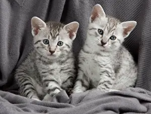 Maus: Cat - Egyptian Mau - Kittens