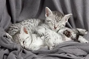 Maus: Cat - Egyptian Mau - Kittens
