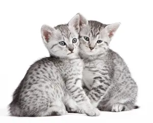 Maus: Cat - Egyptian Mau - Kittens