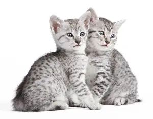 Maus: Cat - Egyptian Mau - Kittens