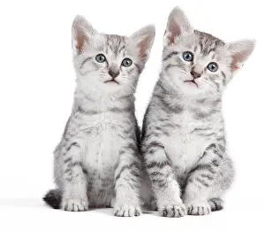 Maus: Cat - Egyptian Mau - Kittens