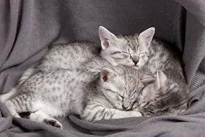Maus: Cat - Egyptian Mau - Kittens - sleeping