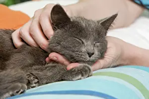 Stroking: Cat - enjoying having necked scratched by owner