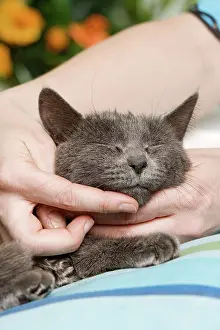 Stroking: Cat - enjoying being stroked on chin by owner