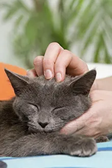 Stroking: Cat - enjoying being stroked on head by owner