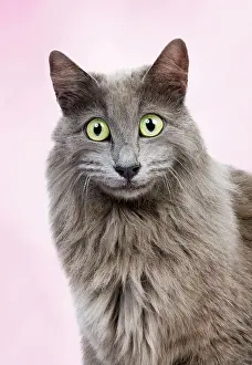 Shock: Cat - European Blue