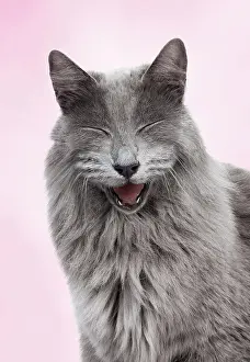 Jokes: Cat - European Blue smiling