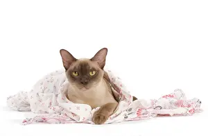 Scarves: Cat - European Burmese Chocolate