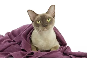 Cosy: Cat - European Burmese Chocolate
