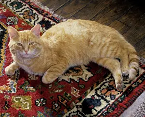 Rugs: Cat - European Ginger Cat