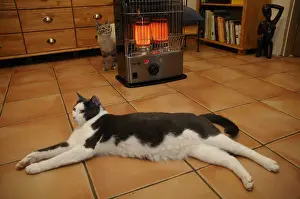 Heating: Cat European lolling near a heater France