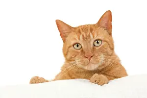 Ginger: Cat - European Red