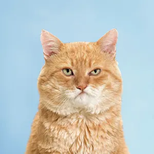 Ginger: Cat - European red tabby