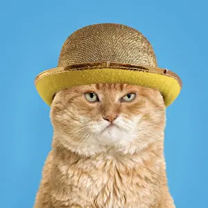040718: Cat - European red tabby, grumpy, wearing gold bowler