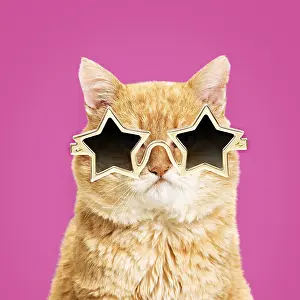 040718: Cat - European red tabby, grumpy, wearing gold star