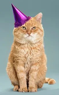 Cameo: Cat - European red tabby looking grumpy wearing