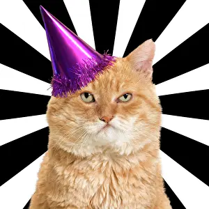 Cameo: Cat - European red tabby looking grumpy wearing