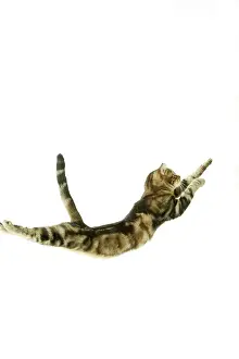 Pouncing: Cat - European Shorthair Brown Tabby - jumping in mid-air