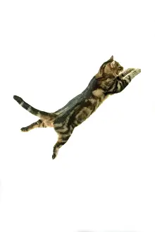 Pouncing: Cat - European Shorthair Brown Tabby - jumping in mid-air