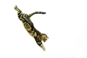 Pouncing: Cat - European Shorthair Brown Tabby - jumping in mid-air