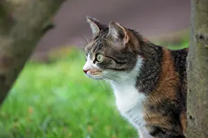 Shorthair: Cat, European shorthair, felidae (Felis catus)