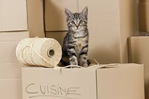 Packing: Cat - European tabby kitten sitting on packing boxes