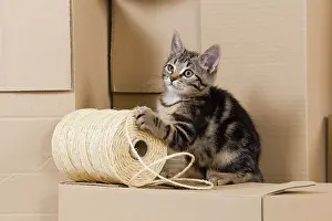 Packing: Cat - European tabby kitten sitting on packing boxes