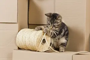 Packing: Cat - European tabby kitten sitting on packing boxes