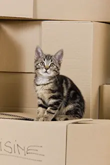 Packing: Cat - European tabby sitting on packing boxes