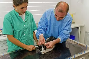 Examine: Cat - being examined by vet