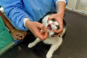 Examine: Cat - being examined by vet