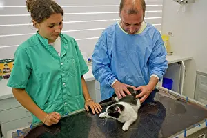 Examine: Cat - being examined by vet